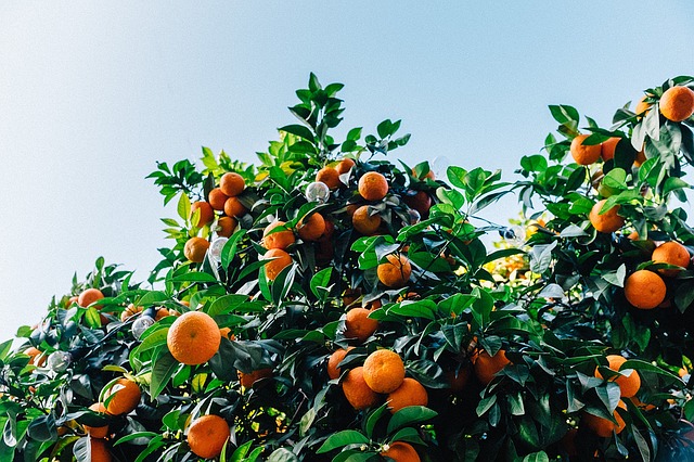mandarinky na stromě