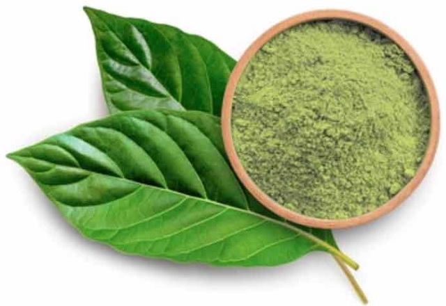 mitragyna speciosa